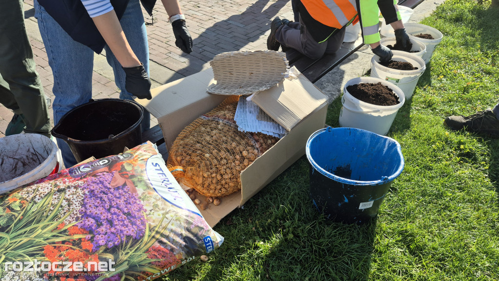 Zazieleniamy Zamość