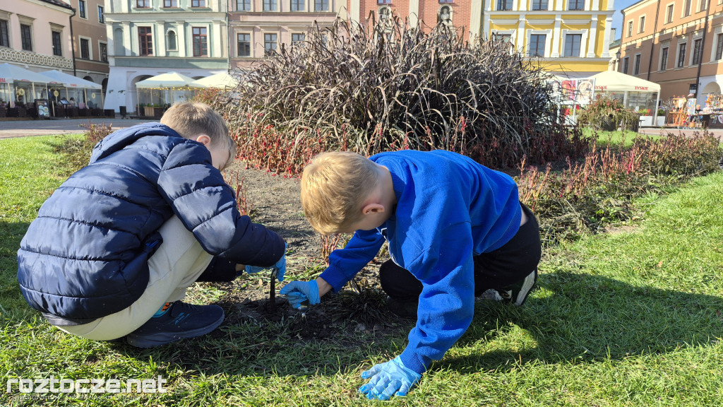 Zazieleniamy Zamość