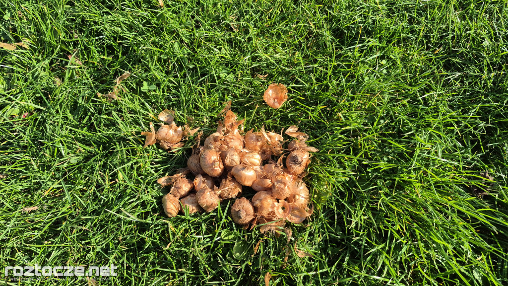 Zazieleniamy Zamość