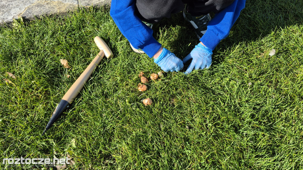 Zazieleniamy Zamość