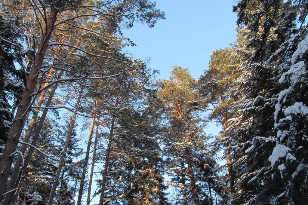 Rezerwat nad Tanwią z Piłsudskim w tle