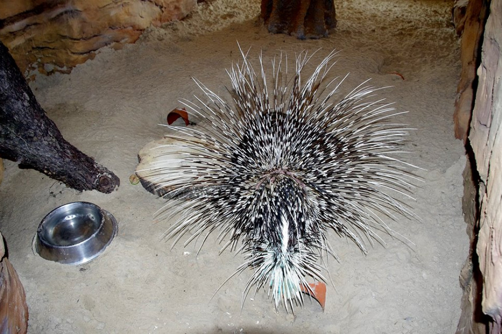 Narodziny w zamojskim ZOO