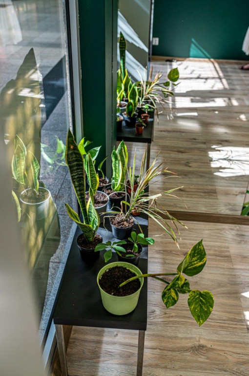 Punkt Adopcji Roślin w Galerii Twierdza Zamość - adoptuj lub oddaj roślinę