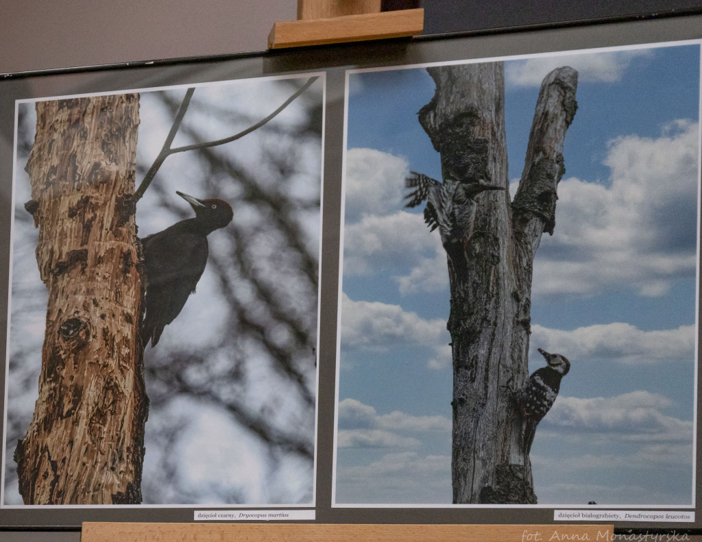 Wystawa fotografii Mariusza Zuba pod tytułem: 