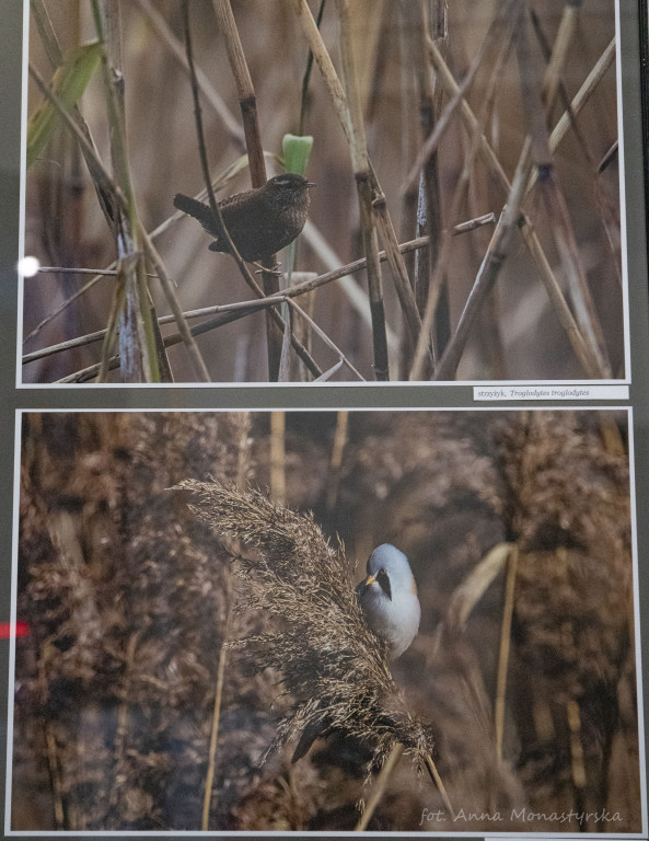 Wystawa fotografii Mariusza Zuba pod tytułem: 
