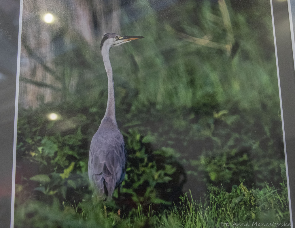 Wystawa fotografii Mariusza Zuba pod tytułem: 