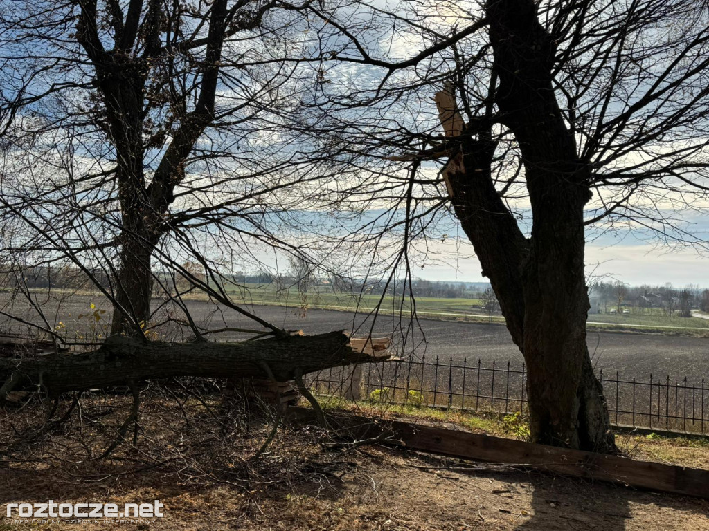 Drzewo runęło przy kościele w Dubie