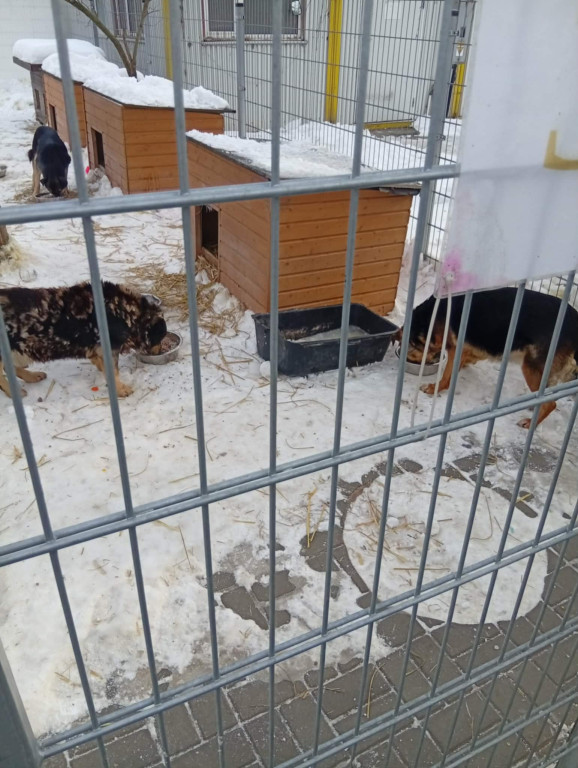 WTZ z Zamościa gotuje bezdomnym zwierzętom