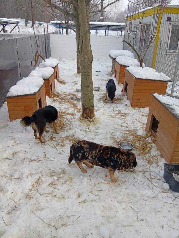 WTZ z Zamościa gotuje bezdomnym zwierzętom