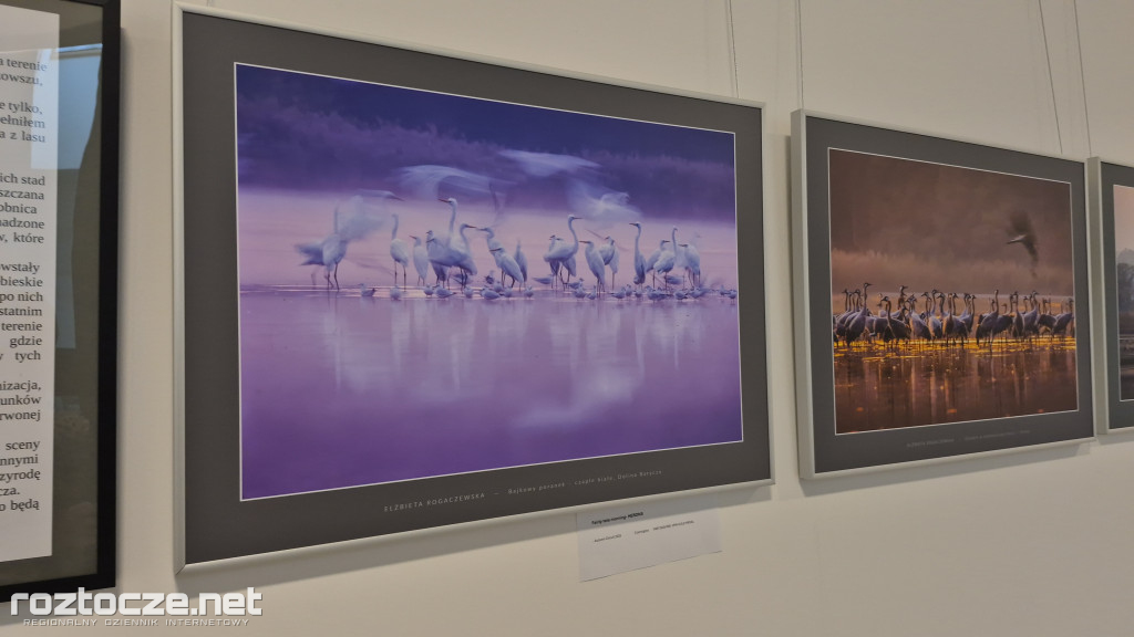 Nie tylko ptaki - wystawa Elżbiety Rogaczewskiej-Czępińskiej