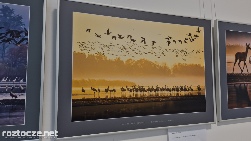 Nie tylko ptaki - wystawa Elżbiety Rogaczewskiej-Czępińskiej