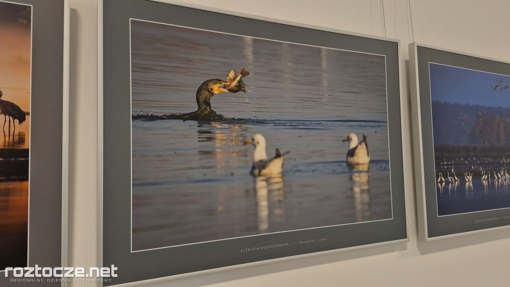 Nie tylko ptaki - wystawa Elżbiety Rogaczewskiej-Czępińskiej