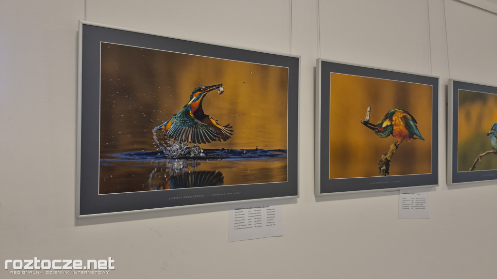 Nie tylko ptaki - wystawa Elżbiety Rogaczewskiej-Czępińskiej