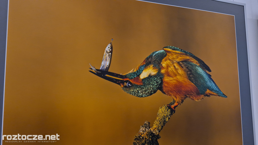 Nie tylko ptaki - wystawa Elżbiety Rogaczewskiej-Czępińskiej