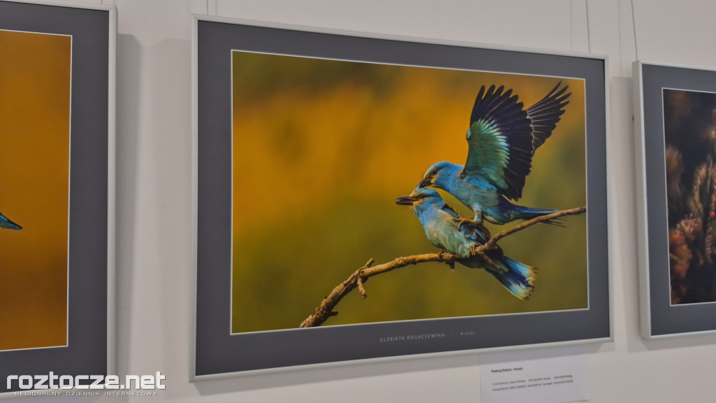Nie tylko ptaki - wystawa Elżbiety Rogaczewskiej-Czępińskiej