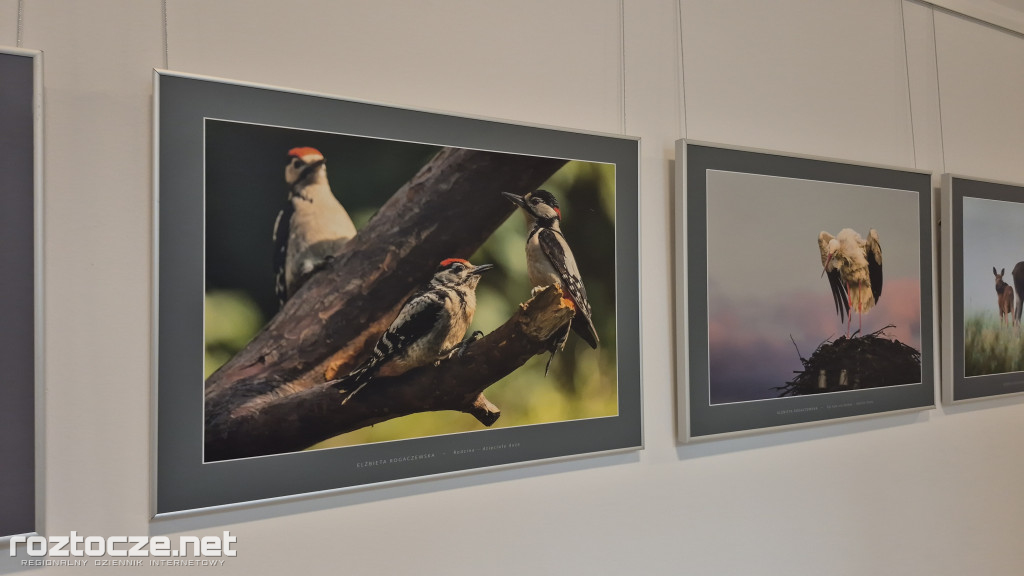 Nie tylko ptaki - wystawa Elżbiety Rogaczewskiej-Czępińskiej