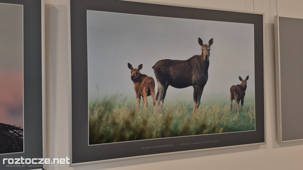 Nie tylko ptaki - wystawa Elżbiety Rogaczewskiej-Czępińskiej