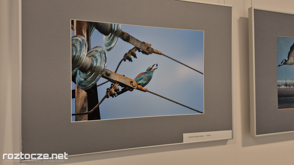 Nie tylko ptaki - wystawa Elżbiety Rogaczewskiej-Czępińskiej