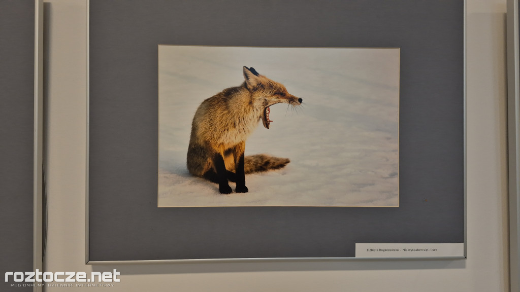 Nie tylko ptaki - wystawa Elżbiety Rogaczewskiej-Czępińskiej