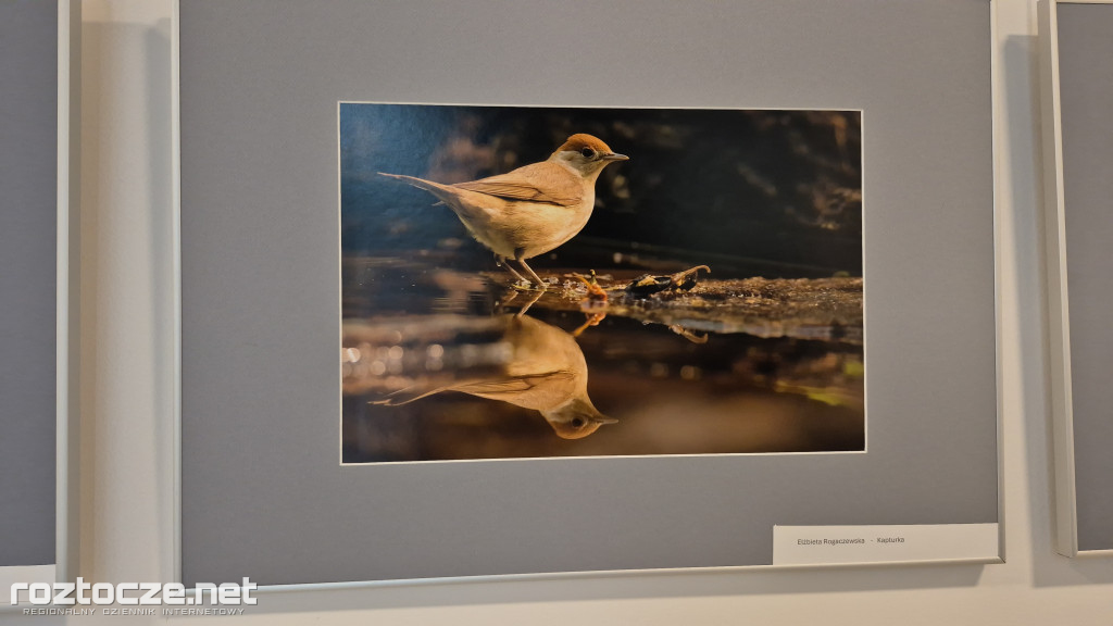 Nie tylko ptaki - wystawa Elżbiety Rogaczewskiej-Czępińskiej