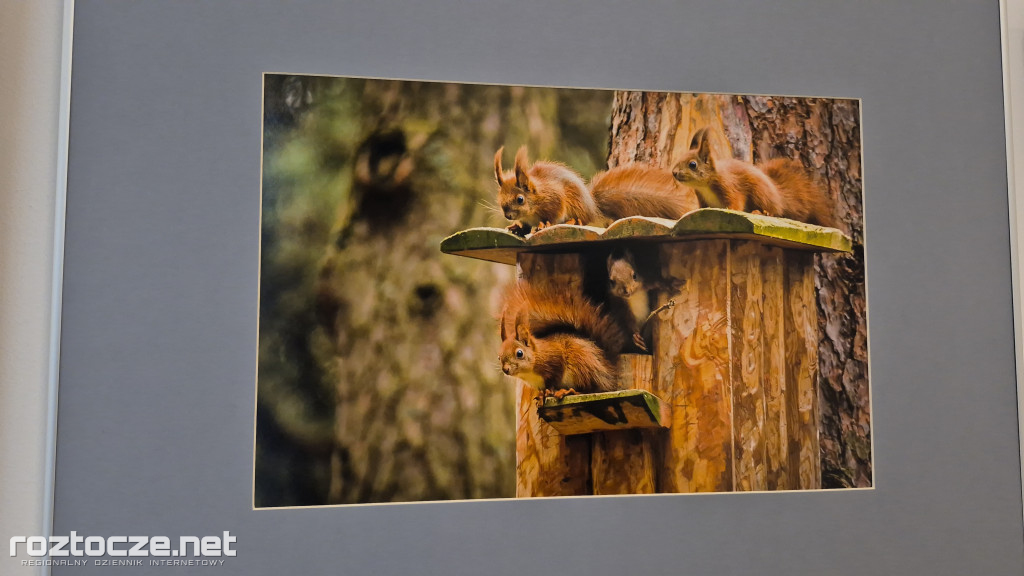 Nie tylko ptaki - wystawa Elżbiety Rogaczewskiej-Czępińskiej