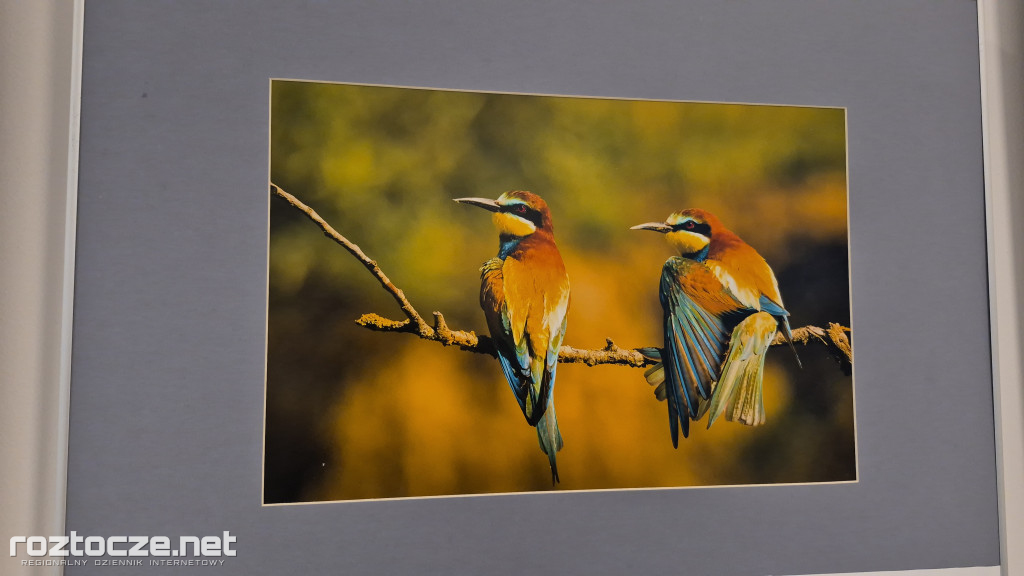 Nie tylko ptaki - wystawa Elżbiety Rogaczewskiej-Czępińskiej