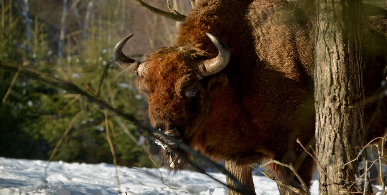 Żubry żyjące w Bieszczadach
