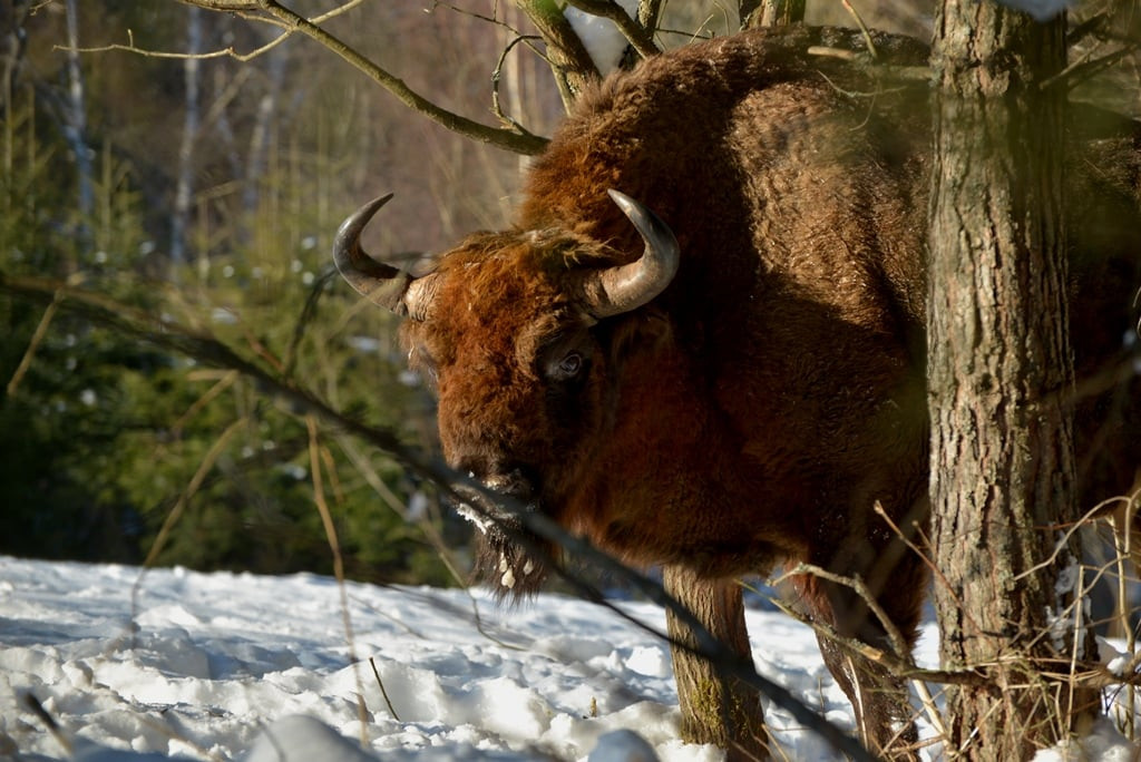 Żubry żyjące w Bieszczadach