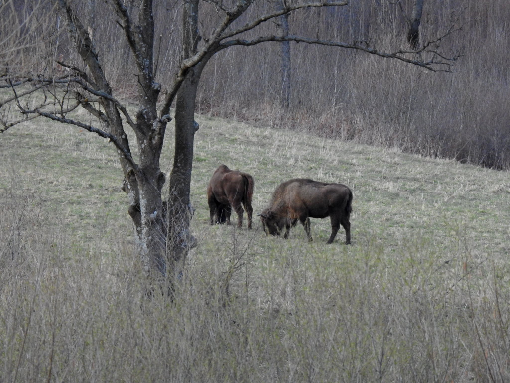 Żubry żyjące w Bieszczadach