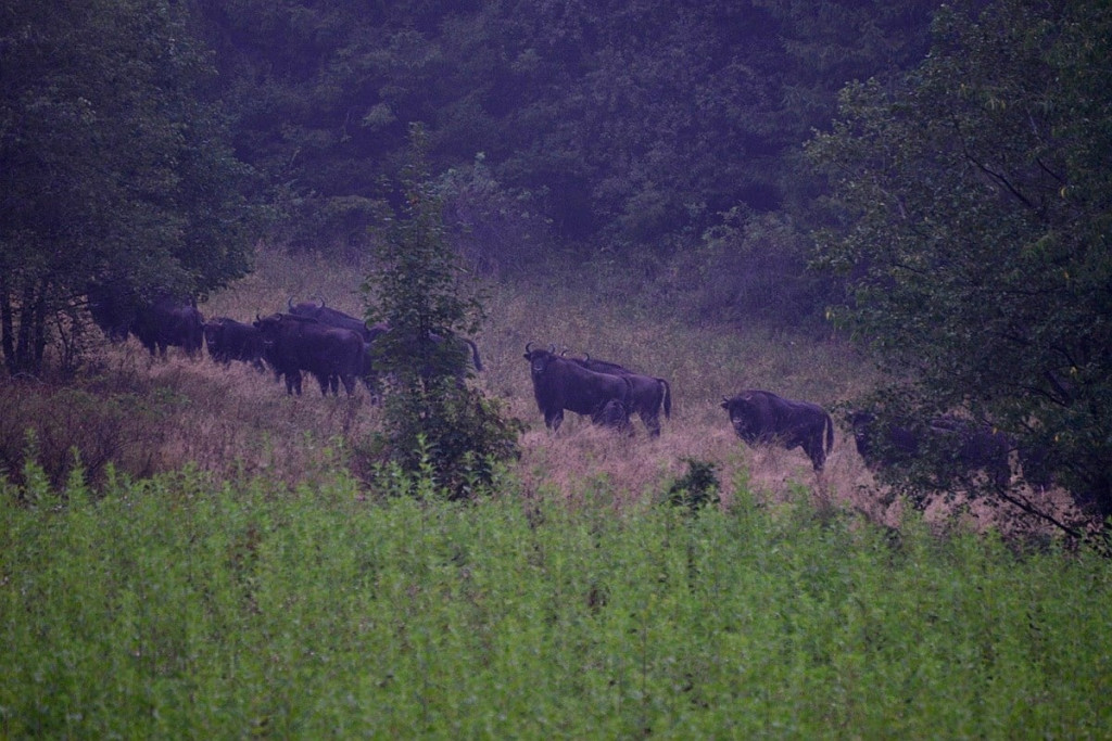 Żubry żyjące w Bieszczadach