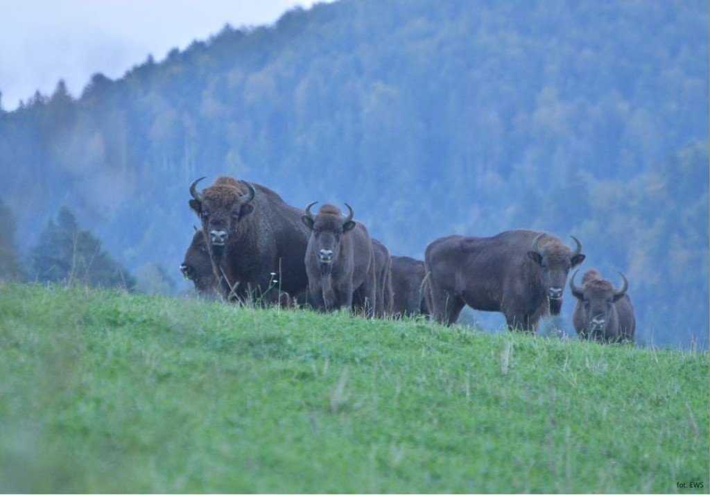Żubry żyjące w Bieszczadach