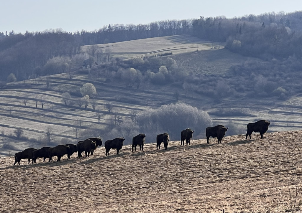 Żubry żyjące w Bieszczadach