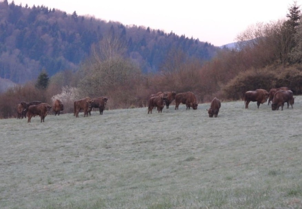 Żubry żyjące w Bieszczadach