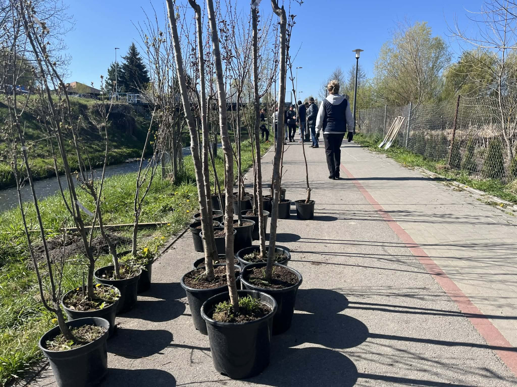 Zielone płuca dla Zamościa