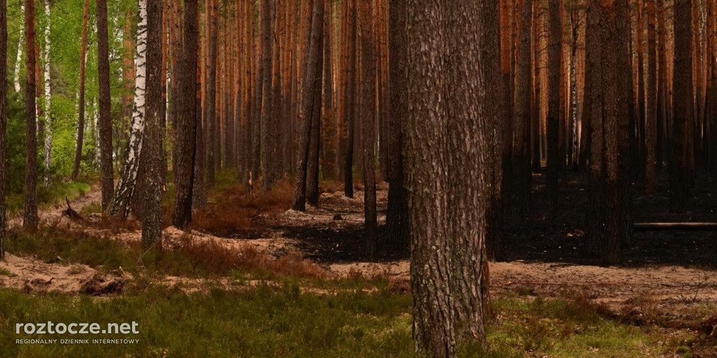 Puszcza Solska - zdjęcia po wielkim pożarze