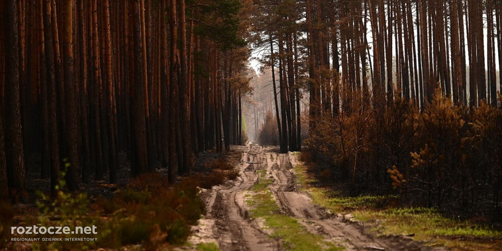 Puszcza Solska - zdjęcia po wielkim pożarze