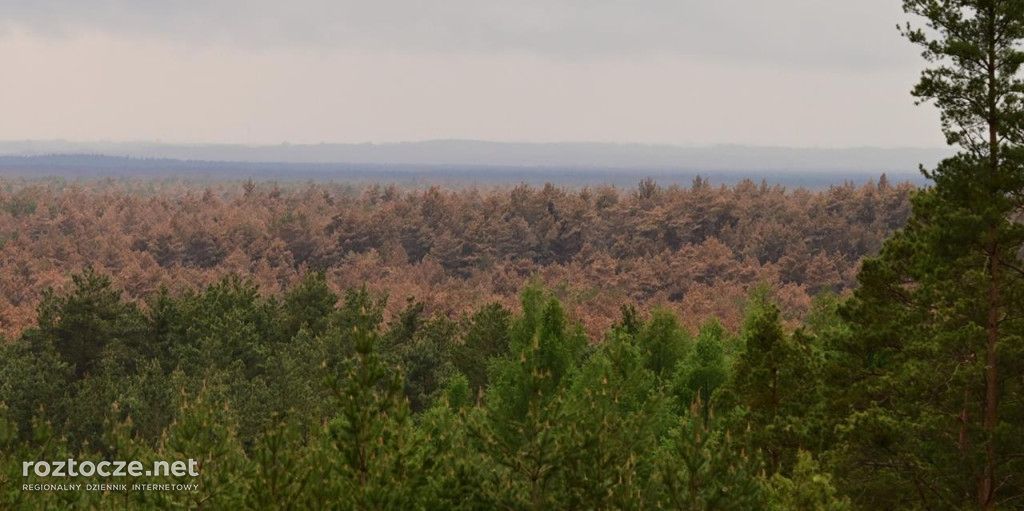 Puszcza Solska - zdjęcia po wielkim pożarze