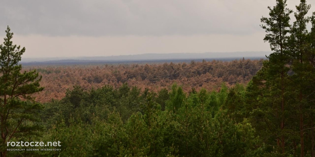 Puszcza Solska - zdjęcia po wielkim pożarze