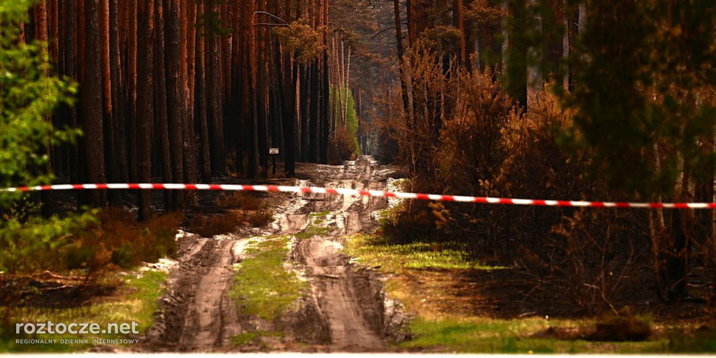 Puszcza Solska - zdjęcia po wielkim pożarze