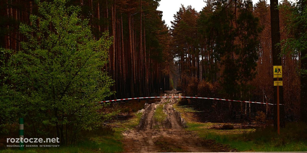 Puszcza Solska - zdjęcia po wielkim pożarze