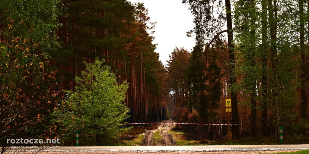 Puszcza Solska - zdjęcia po wielkim pożarze