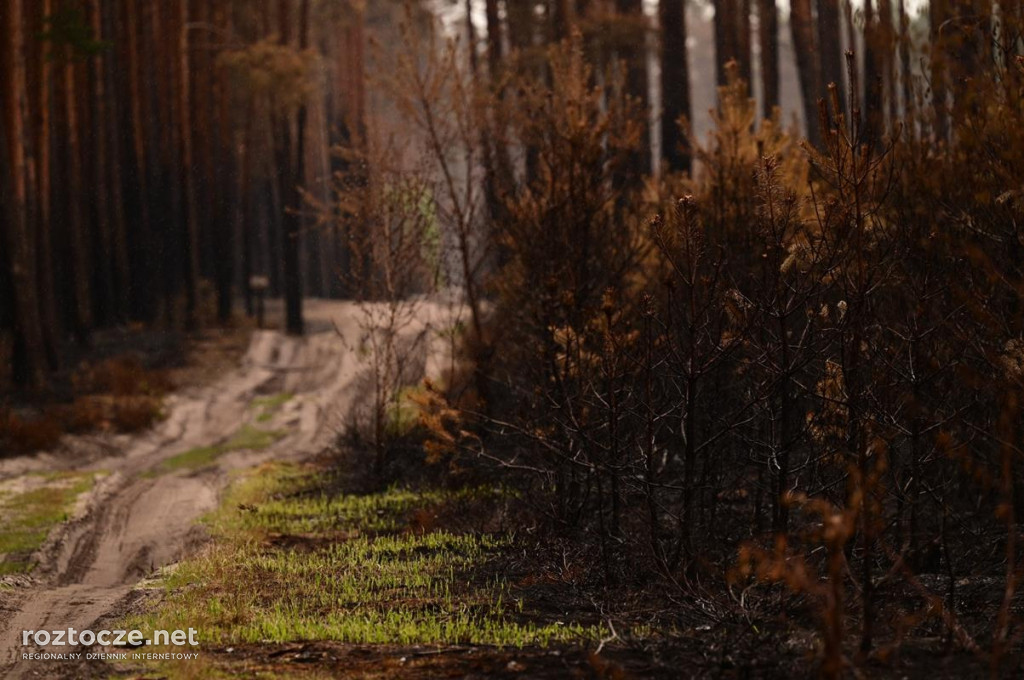 Puszcza Solska - zdjęcia po wielkim pożarze