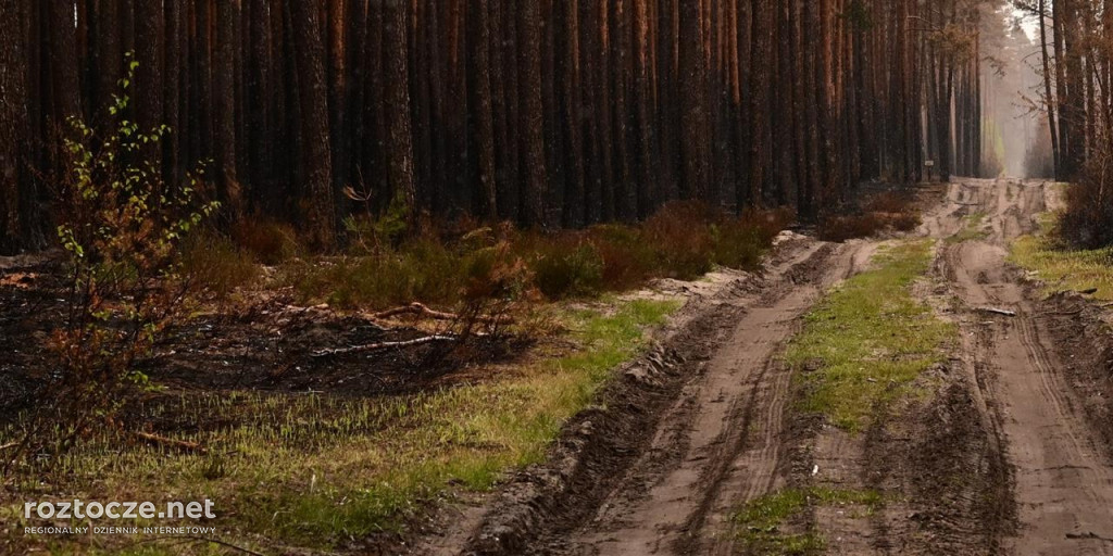 Puszcza Solska - zdjęcia po wielkim pożarze