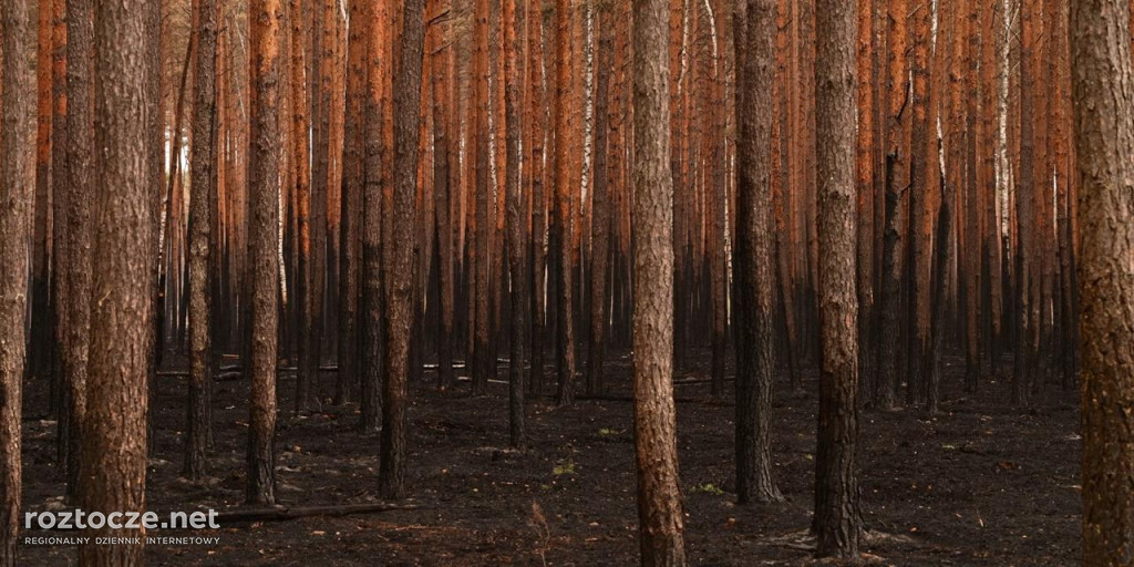 Puszcza Solska - zdjęcia po wielkim pożarze