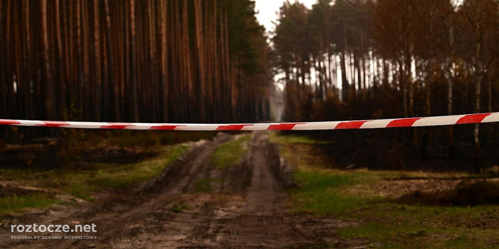 Puszcza Solska - zdjęcia po wielkim pożarze