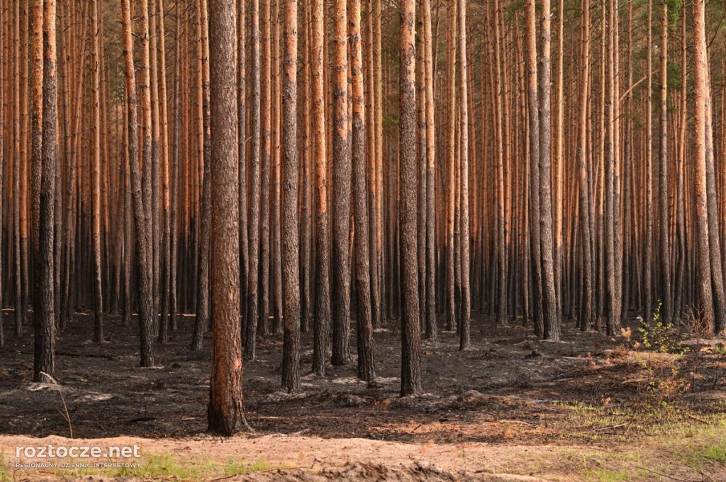 Puszcza Solska - zdjęcia po wielkim pożarze