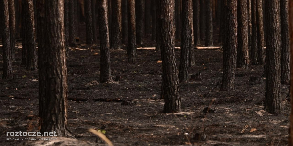 Puszcza Solska - zdjęcia po wielkim pożarze