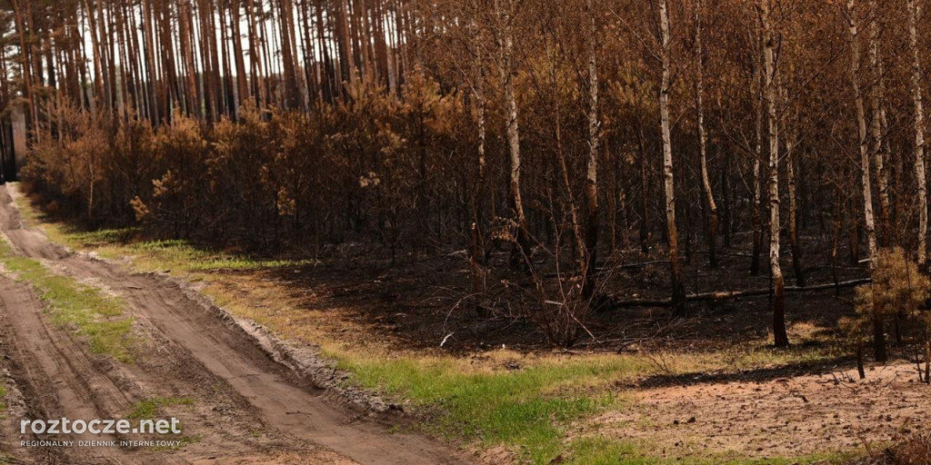 Puszcza Solska - zdjęcia po wielkim pożarze