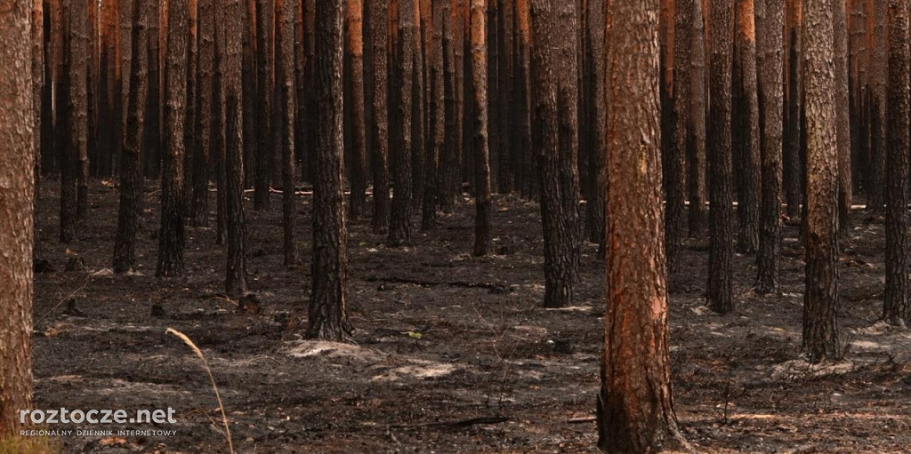 Puszcza Solska - zdjęcia po wielkim pożarze