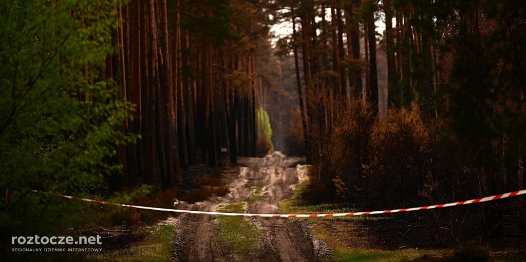 Puszcza Solska - zdjęcia po wielkim pożarze